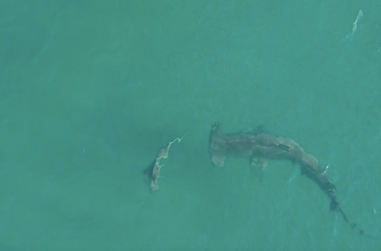 Giant Hammerhead Shark Hunts Just Feet Off The Beach And Destroys A