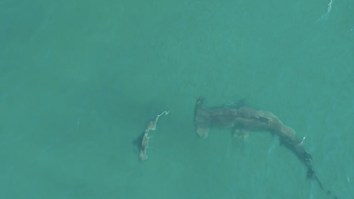 Giant Hammerhead Shark Hunts Just Feet Off The Beach And Destroys A Blacktip Shark In Wild Footage