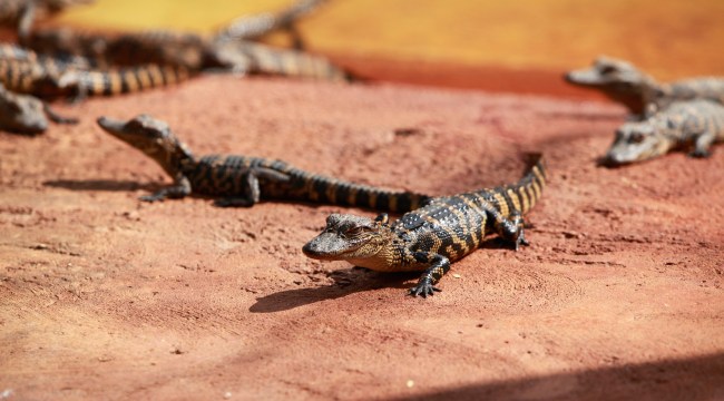 Hundreds Of Baby Crocodiles Are Living Near Florida Nuclear Plant