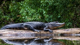 Florida Man Falls Off Bicycle And Lands On Alligator Protecting Her Nest, Passerby Rescues Him After Being Bitten