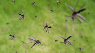 Terrifying Mosquito-Borne Disease Detected In Florida Causes Death Of 1 In 3 People Infected And There’s No Cure