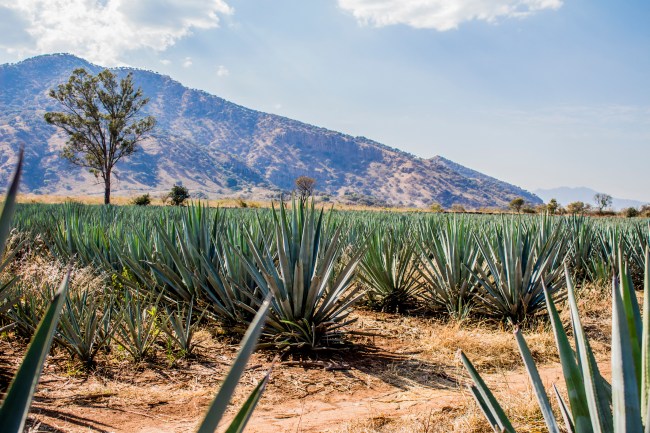 Tequila Agave Mexico