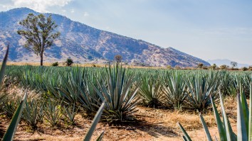 Celebrate 2019 International Tequila Day With These 10 Exquisite Tequilas
