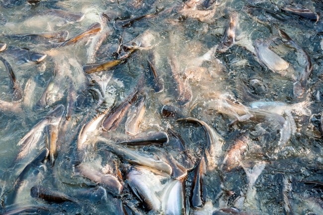 river catfish