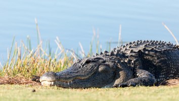 75-Year-Old Florida Man Rescues Dog From Explosive Alligator Attack By Channeling Inner Chuck Norris And Kicking Beast