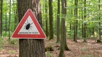 Pentagon May Have Created Weaponized Ticks And Released Them Into The Wild