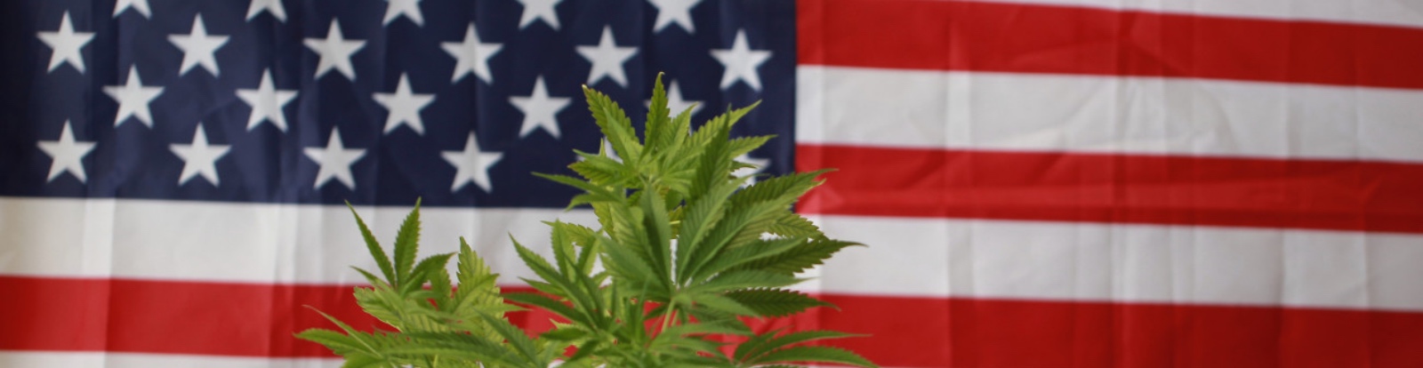 Ranking The Weed Quality From The New Weed States (NJ, MT, AZ, SD)