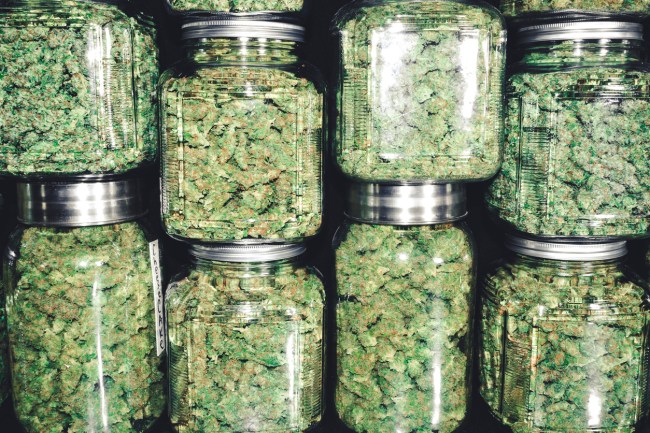 marijuana thc potency doesnt increase high