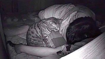 Cat Photographed Trying To ‘Murder’ Its Owner Further Proves They’re Satan’s Favorite Pet