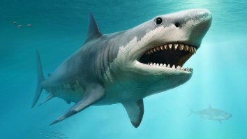 On Today’s Edition Of ‘Nature, Holy Sh*t!’: Shark Gets Ripped In Half By Bigger Shark