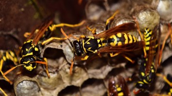 Wasps Are Now Creating Terrifying, Car-Sized ‘Super Nests’ In Their Latest Effort To Become Our New Overlords