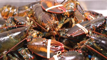 Here’s A Quick Explanation As To Why Lobster Is So Damn Expensive