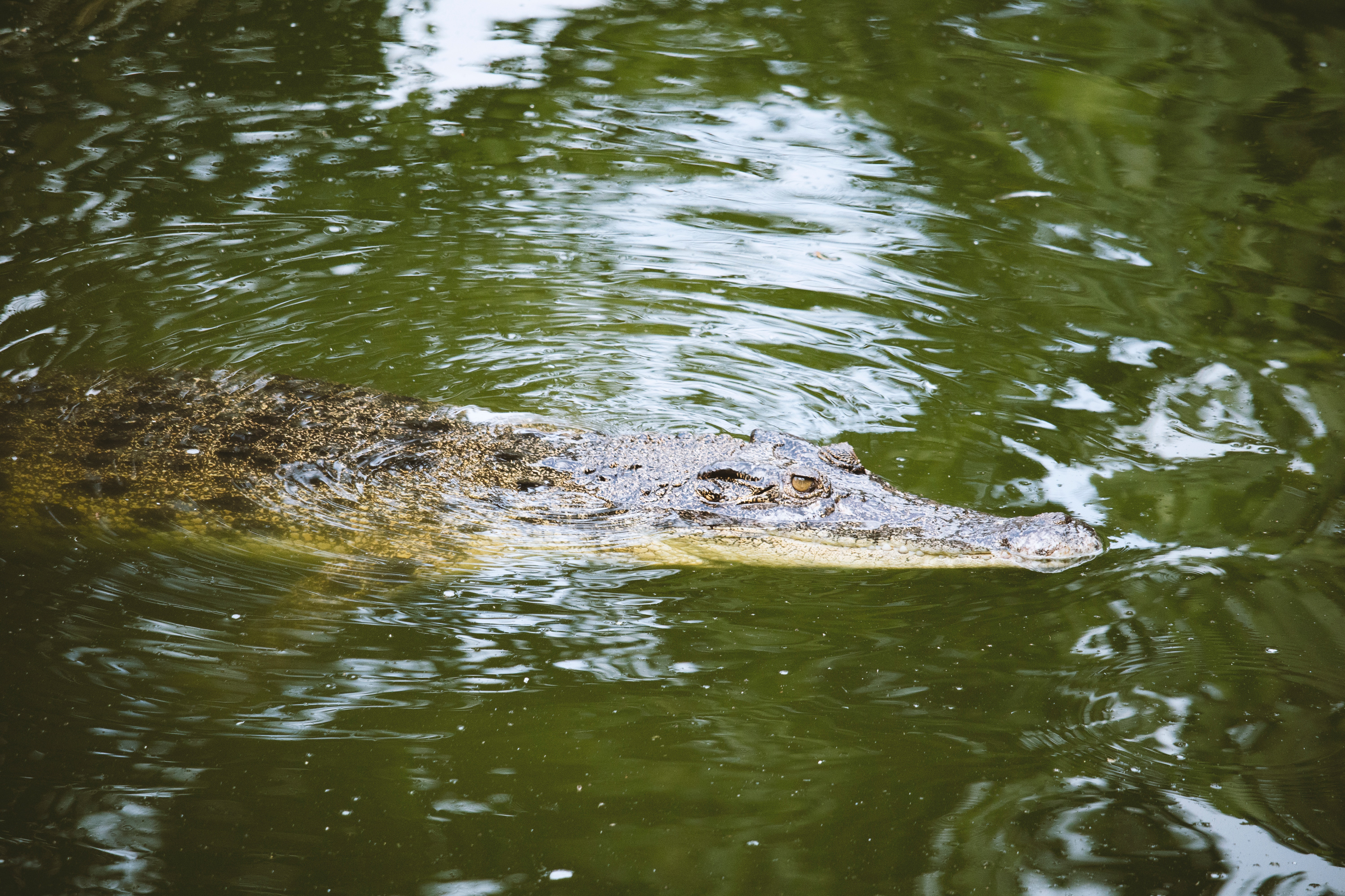 Alligator of Sweden 