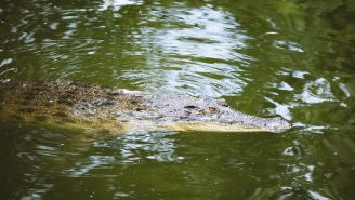 Man Hospitalized After Being Bitten By Fidel Castro’s Crocodile While Attending Crawfish Party In Sweden