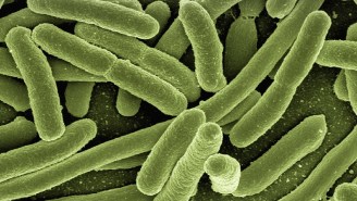 A Diarrhea-Causing Bacterium Is Evolving Into A Brand New Superbug That’s Becoming Resistant To Disinfectants