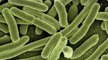 A Diarrhea-Causing Bacterium Is Evolving Into A Brand New Superbug That’s Becoming Resistant To Disinfectants