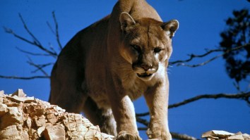 Canadian Uses Metallica’s ‘Don’t Tread On Me’ To Scare A Mountain Lion Away Just Seconds Before It Was Set To Attack
