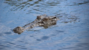 Crikey! Hungry Croc Swims Up And Snatches A Fish Off The Beach From An Angler Who’d Just Reeled It In