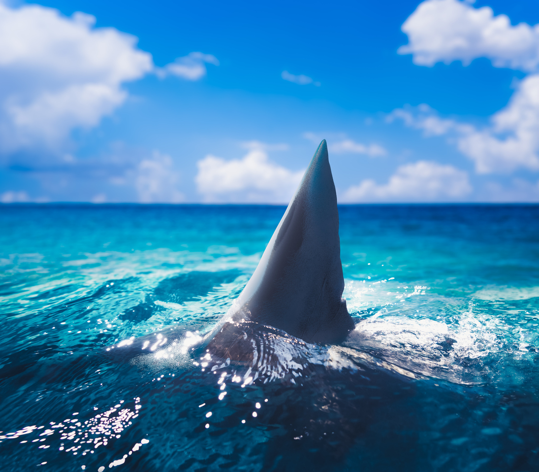 3 People Bit By Sharks In 24 Hours At The Shark Attack Capital Of The World In Florida Brobible