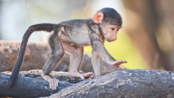 World’s First Monkey-Human Hybrid Created By Scientists Who Didn’t Stop To Think If They Should