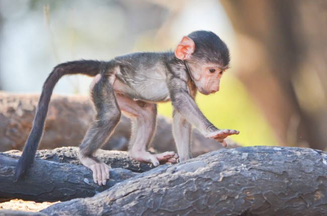 Chinese scientists to create “human-animal chimeras” composed of human cells injected into monkey embryos or a monkey-human hybrid.