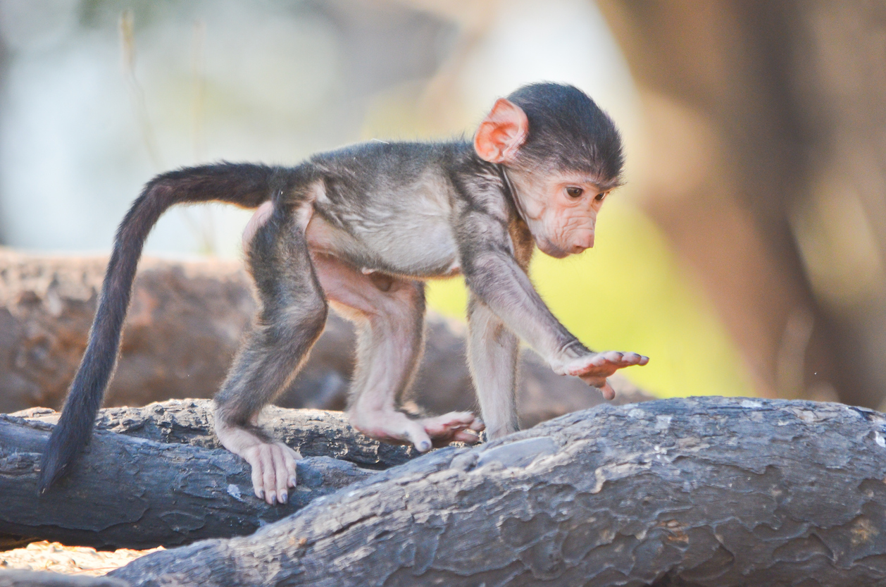 World’s First Monkey-Human Hybrid Created By Scientists Who Didn’t Stop