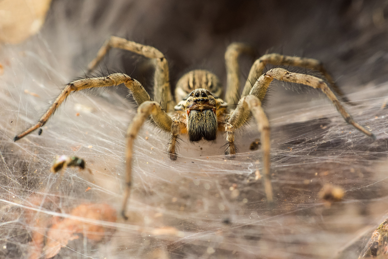Texas Woman Shares Video Of Spider Catching And Eating A Bat On The