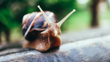 Video Of A Perplexing And Creepy Zombie Snail Freaks Out The Internet