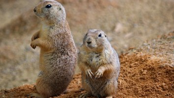 Phish Fans Are Scrambling To Find Places To Stay Thanks To Plague-Infected Prairie Dogs Invading Concert Campgrounds