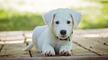 CBD Benefits For Pets: Everything You Need To Know About Giving Animals CBD In 2019