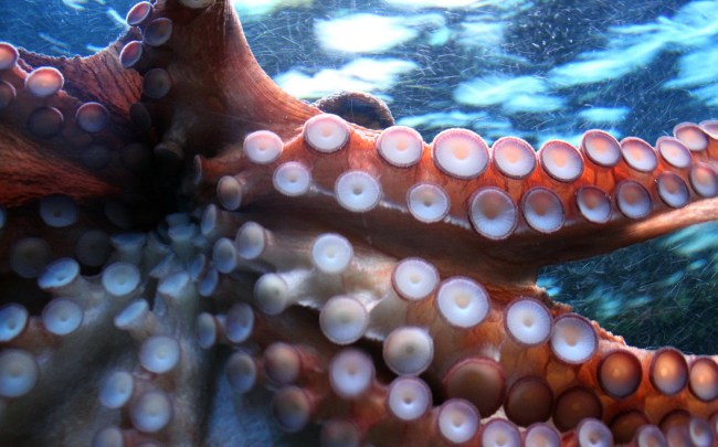 Woman Puts An Octopus On Her Face For Photo Ends Up In The Hospital
