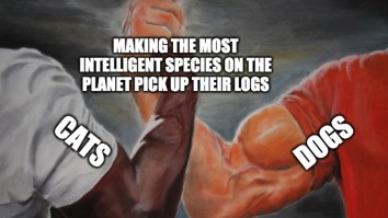 43 Of The Best Damn Photos On The Internet This Afternoon