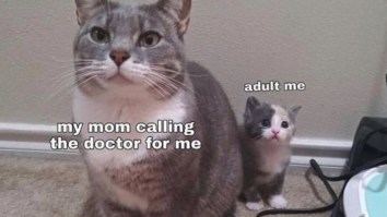 43 Of The Best Damn Photos On The Internet This Afternoon