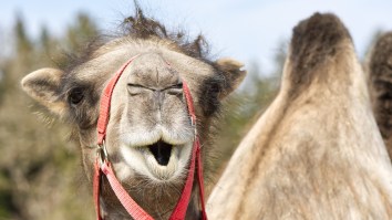 A Woman Was Forced To Bite A Camel In The Balls After Almost Being Crushed To Death By The Animal