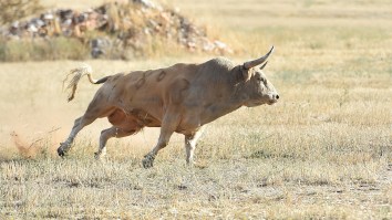 ‘Massive Explosion’ Of Bull Semen A ‘Huge Blow’ As Wads Of Cash Lost