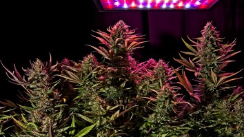 63-Year-Old Florida Man Arrested For Allegedly Stealing $12,000 In Electricity To Power Marijuana Grow House