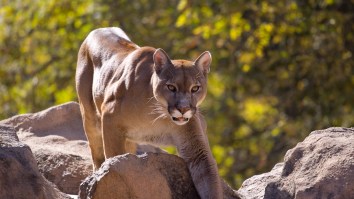 8-Year-Old Boy Explains How He Fought Off A Mountain Lion – ‘Head Was Inside The Lion’s Mouth’