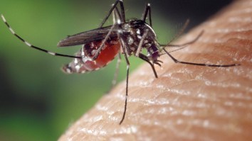 At Least 7 People Have Died From EEE  Disease That Is Spread To Humans By Mosquitoes And Kills 1 In 3 Infected