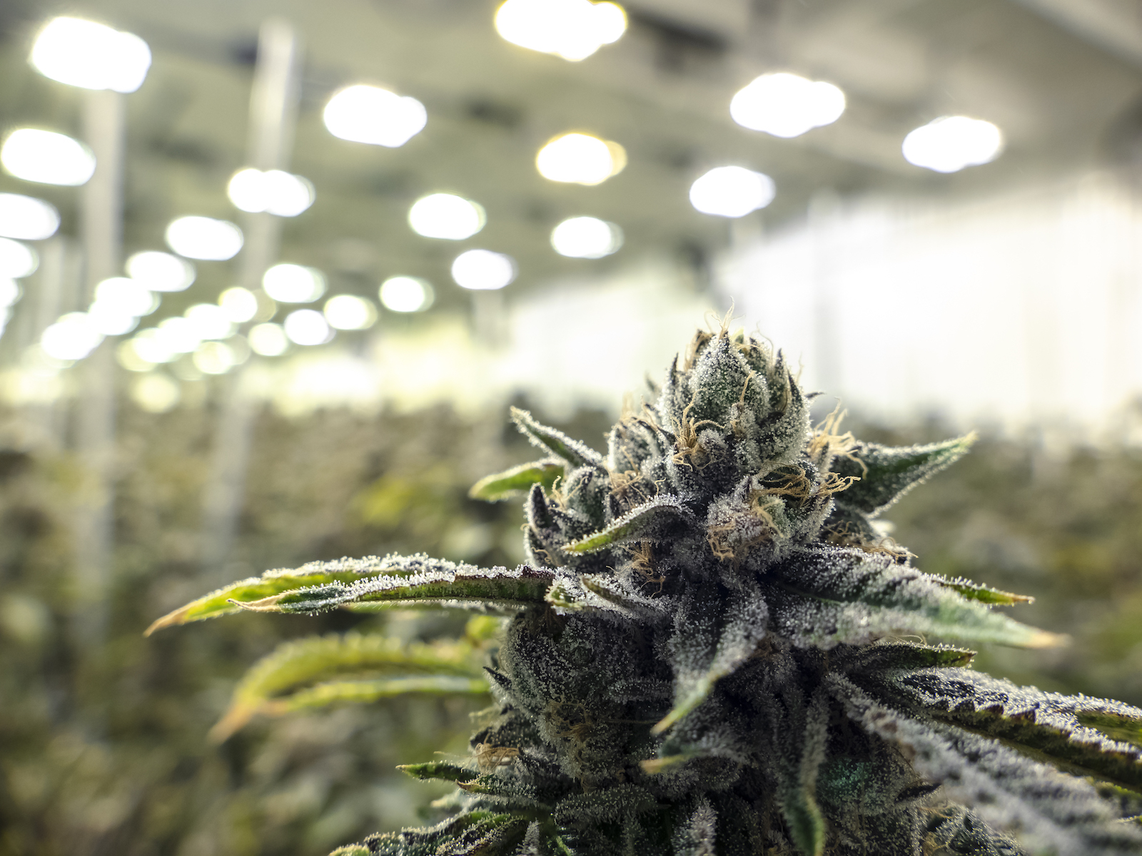 Apocalypse Grow Learn To Cultivate Marijuana At Home During Quarantine 