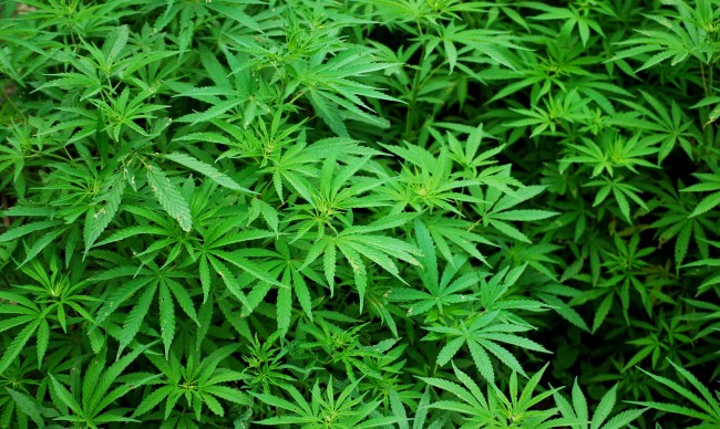 Canadian Marijuana Producer Has To Destroy 58 Million Worth Of Pot