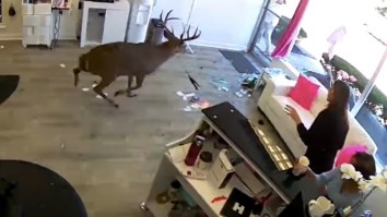Huge Deer Jumps The Window Of A Long Island Salon And Completely Destroys The Place While Everyone Panics