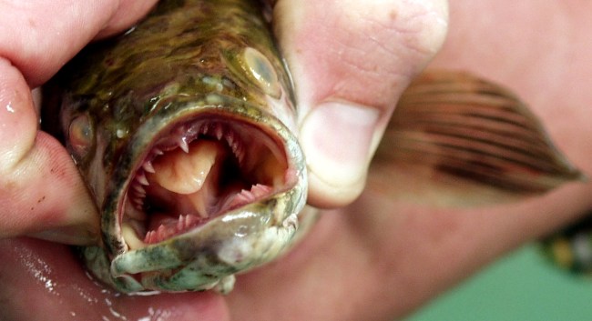 Georgia Wildlife Officials Issue Warning About Northern Snakehead Fish