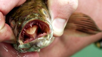 Georgia Wildlife Officials Issue Warning About A ‘Frankenfish’ — ‘Kill It Immediately…They Can Survive On Land’