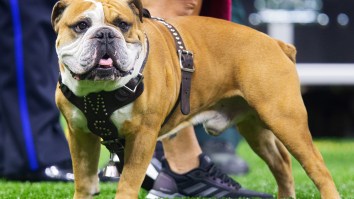 PETA Calls For Mississippi State To Retire ‘Bully The Bulldog’ And Remove Him From The Sidelines After Collision With Auburn Player