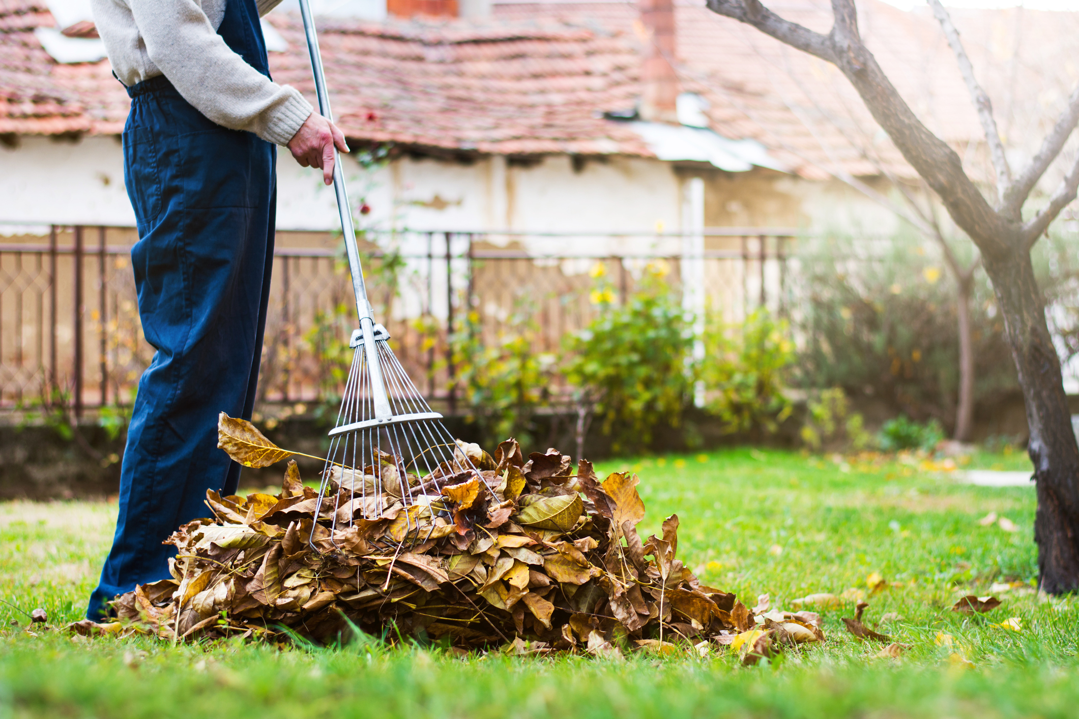 Science Explains The Reason Why Raking Leaves Is For Suckers BroBible