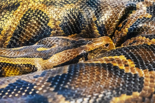Burmese python - Python molurus bivittatus