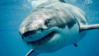Boaters Film Great White Shark’s Brutal Attack On Seal Right Off Shore Of Nantucket Beach