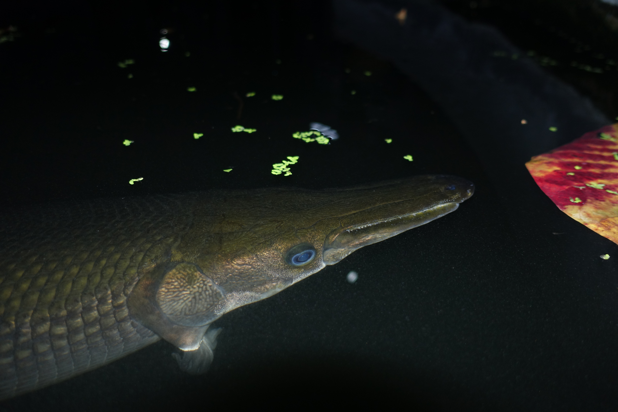 A World Record Alligator Gar Was Caught In A Net In Mississippi And It