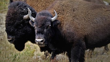Man Who Survived Getting Gored By A Bison Takes Girl On A Date… She Gets Gored By A Bison