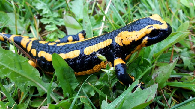 Study Finds Humans Have Salamander-Like Ability To Regenerate Damaged Body Parts